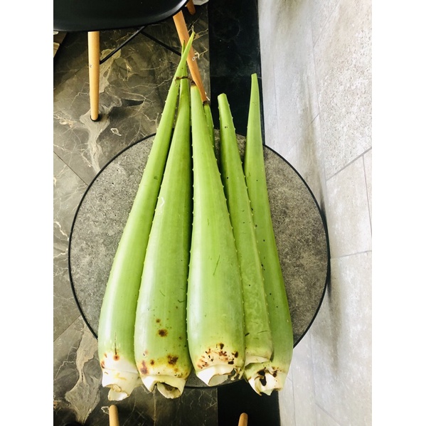 

PELEPAH LIDAH BUAYA JUMBO (Aloe Vera) ORGANIK TANPA PESTISIDA