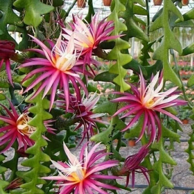 Tanaman Bunga wijaya kusuma keris - Tanaman hias wijaya kusuma keris