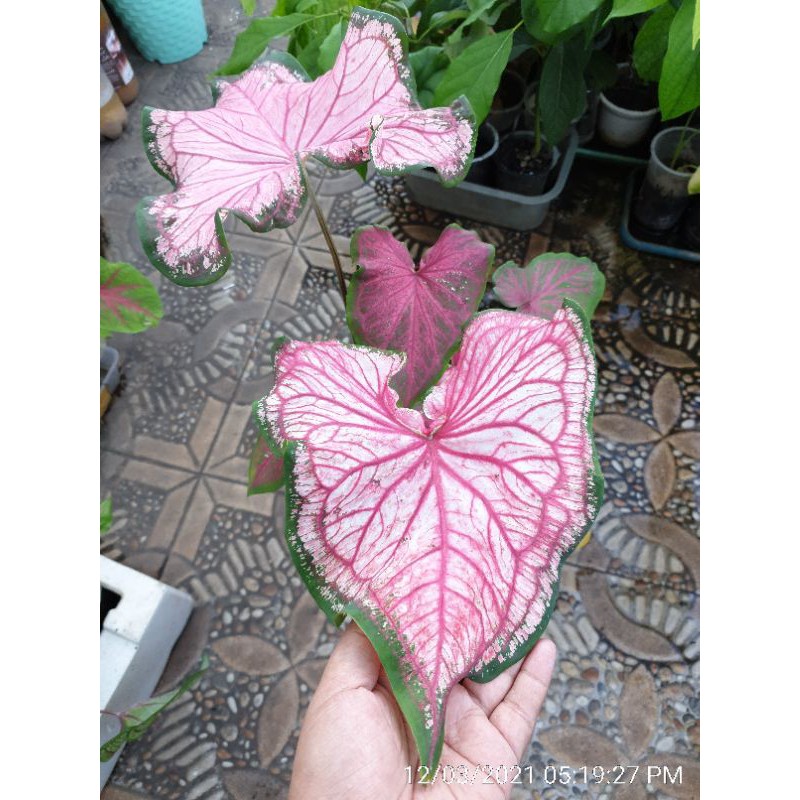 Pink Rose Caladium / keladi pink rose size remaja