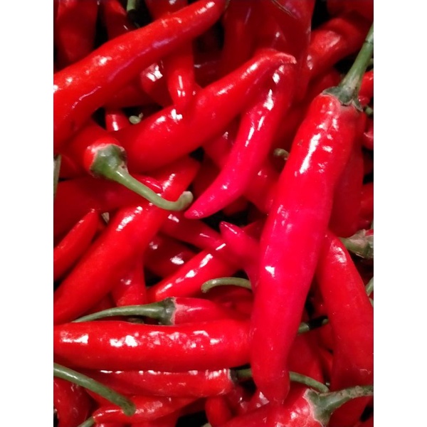 

CABAI MERAH TW 1KG FRESH