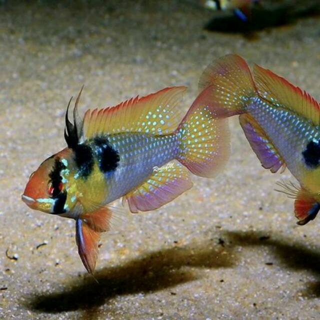 Ramirezi german normal