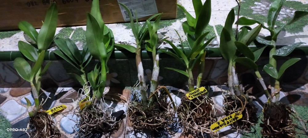 Anggrek Den White Diamon Star