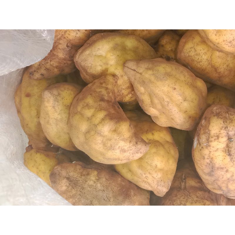 

Buah nam-nam (PUKIH)