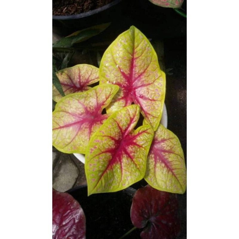 Size Anakan Caladium Tears of The Sun (Tanpa Pot)