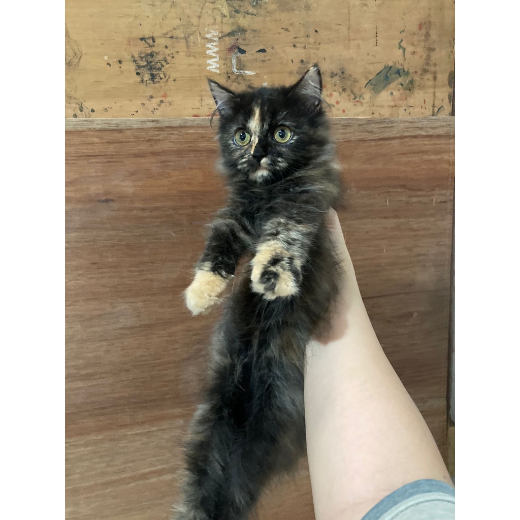 Anak Kucing Kitten 3 Bulan Persia Betina