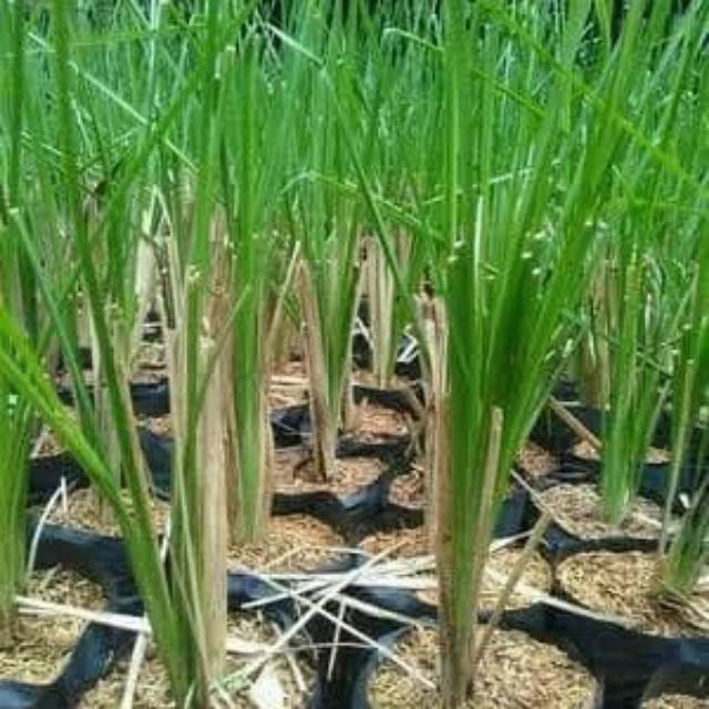 bibit tanaman herbal akar wangi