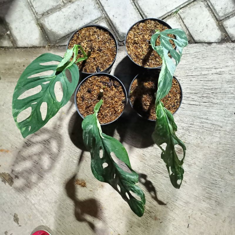 tanaman hias janda bolong variegata lokal