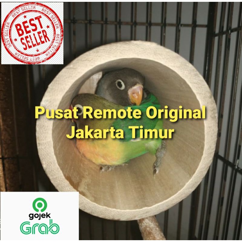 GLODOK BAMBU SETAN GLODOK LOVEBIRD SARANG TELUR BURUNG