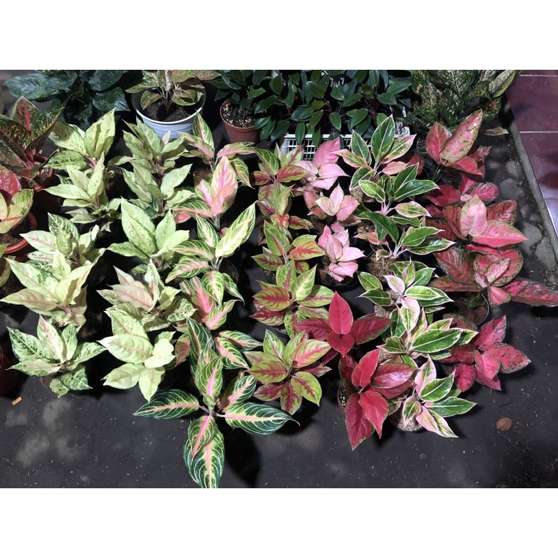 Aglaonema harga 155-250rb