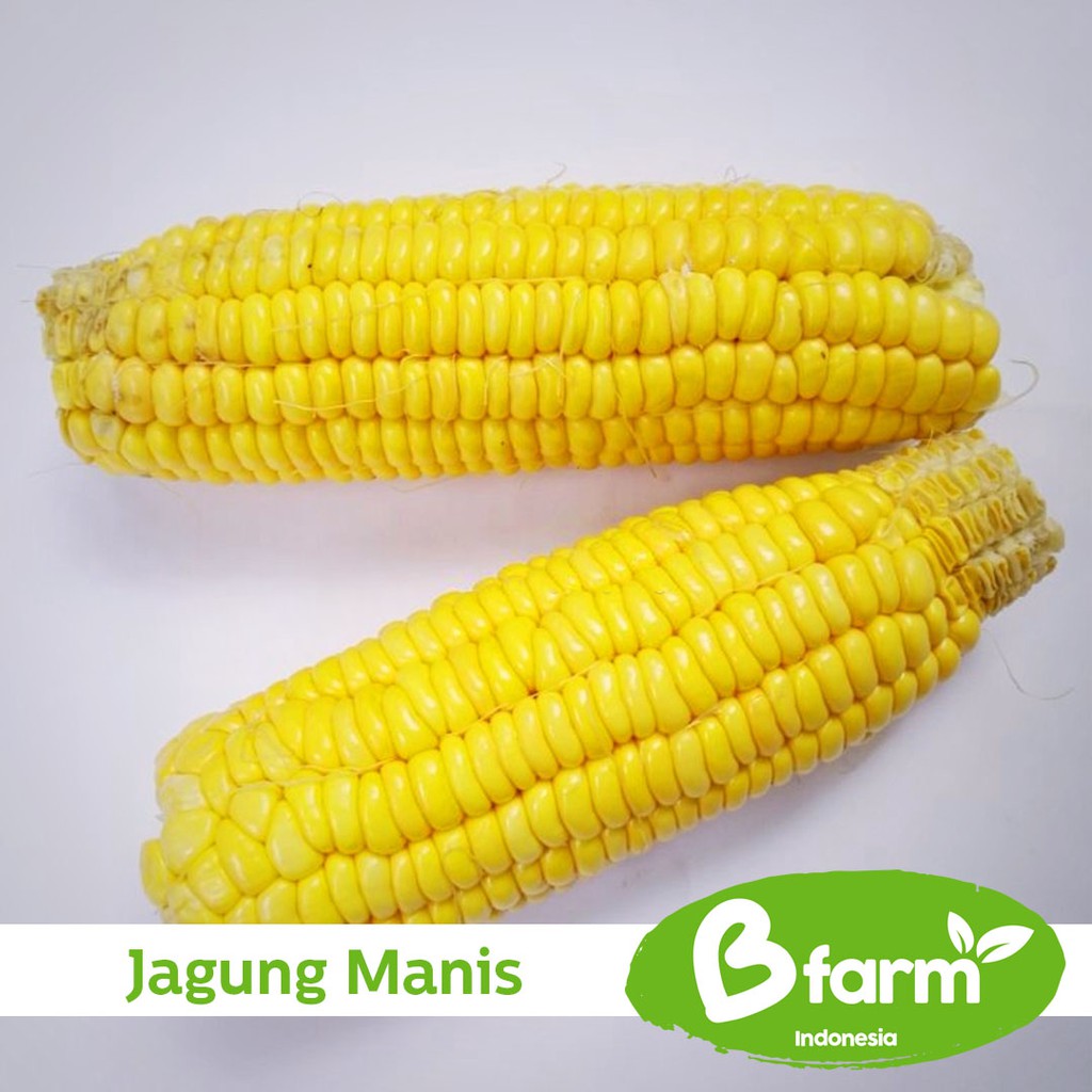 

Jagung Manis 1 Kg (Area Bandung & Cimahi only) - Sayur Rumahan