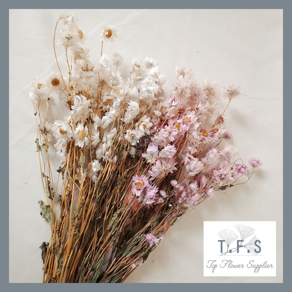 Preserved Daisy Rodanthe Dried Flower Tanaman Asli