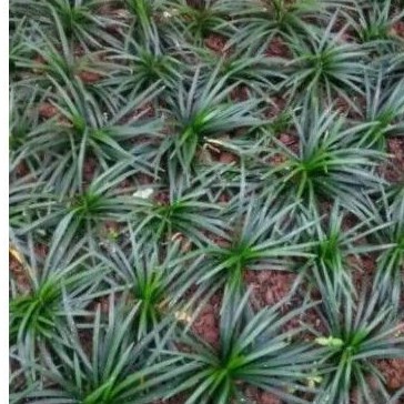 Tanaman Hias Kucai Mini Pengganti Rumput, Tanaman Rumput Kucai Mini