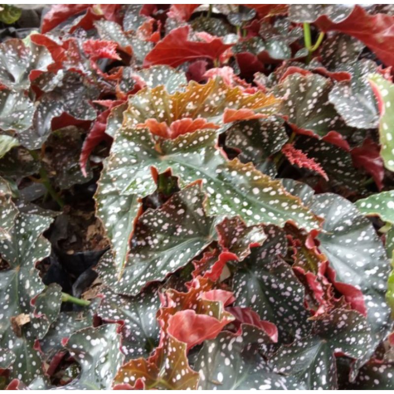 TANAMAN HIAS BEGONIA MOCCA// BEGONIA POLKA MOCCA