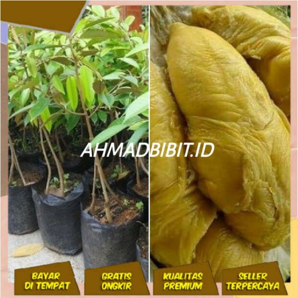 TERBAIK Bibit Buah Durian Monthong Kaki 3 Super Lebih Cepat Berbuah 3 Lipat Hasil Okulasi Sambung
