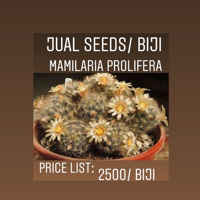 Biji kaktus import jenis PROLIFERA (10 seeds/biji)