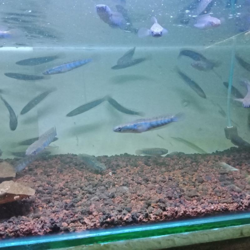 

channa maru red barito