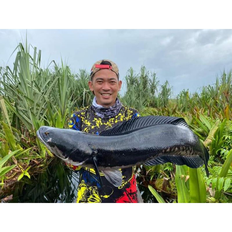 UMPAN PANCING / UMPAN CASTING / CASTING GABUS / UMPAN BUZZ BAIT / SPINNER BUZZ BAIT