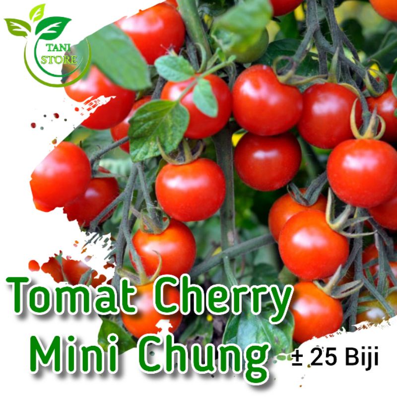 ±25 biji benih tomat cherry mini chung_bibit tomat cherry