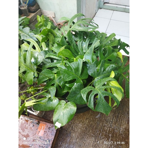 monstera brazilian