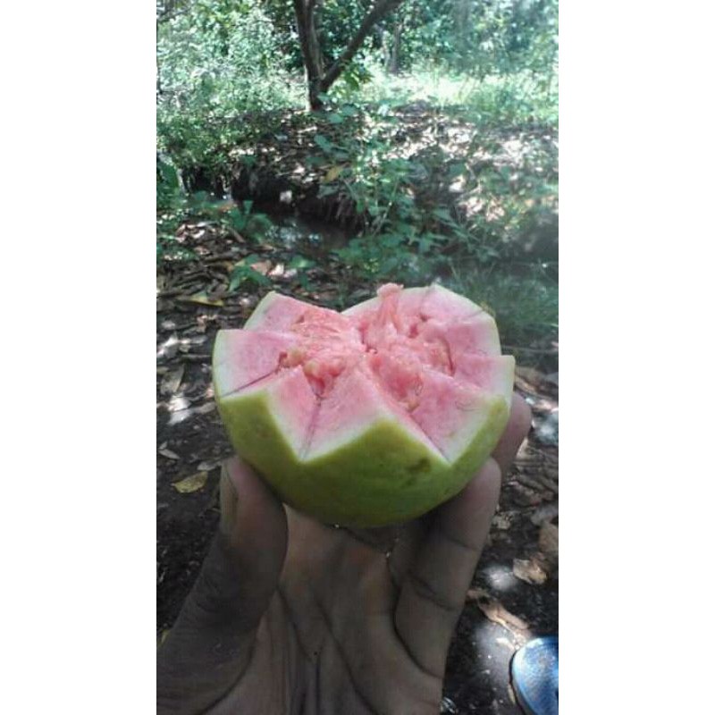 

jambu biji merah perkilo Rp.10.000 fress petik langsung dari kebun