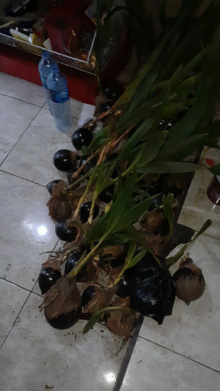 Bibit Bonsai Kelapa Tunas Daun
