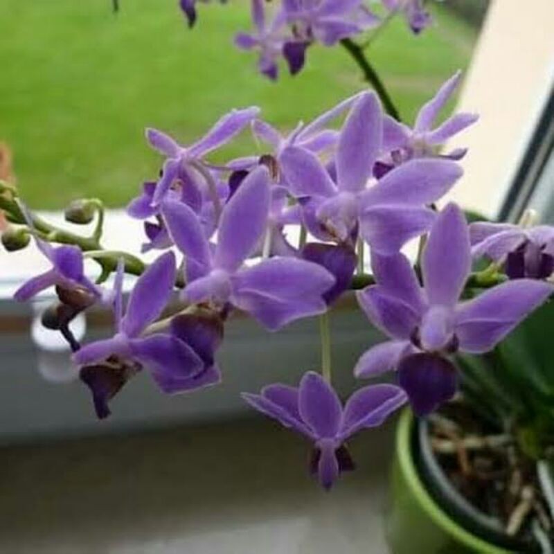 Орхидея summer rose blue star фото