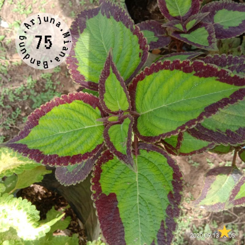 miana kode 75/ Arjuna Miana Bandung