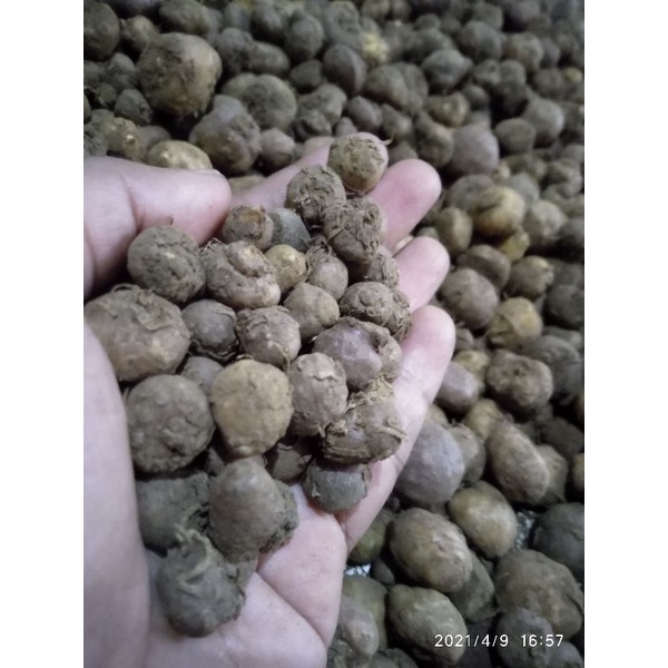 BIBIT UMBI PORANG SUPER MINI ASLI KARANTINA