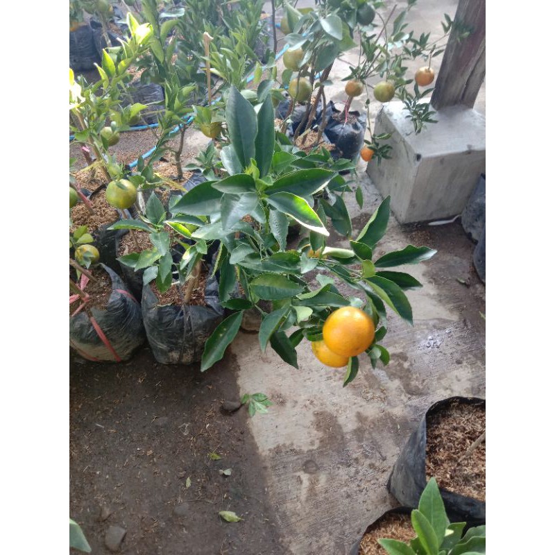 BIBIT BUAH JERUK SANTANG MADU BERBUAH/Bibit Jeruk Santang Madu berbuah/berbunga - AGRO WISATANI