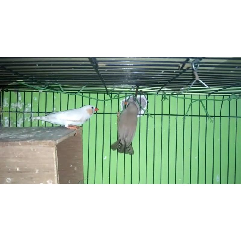 Sepasang Indukan Zebra Finch / ZF (Indukan B)