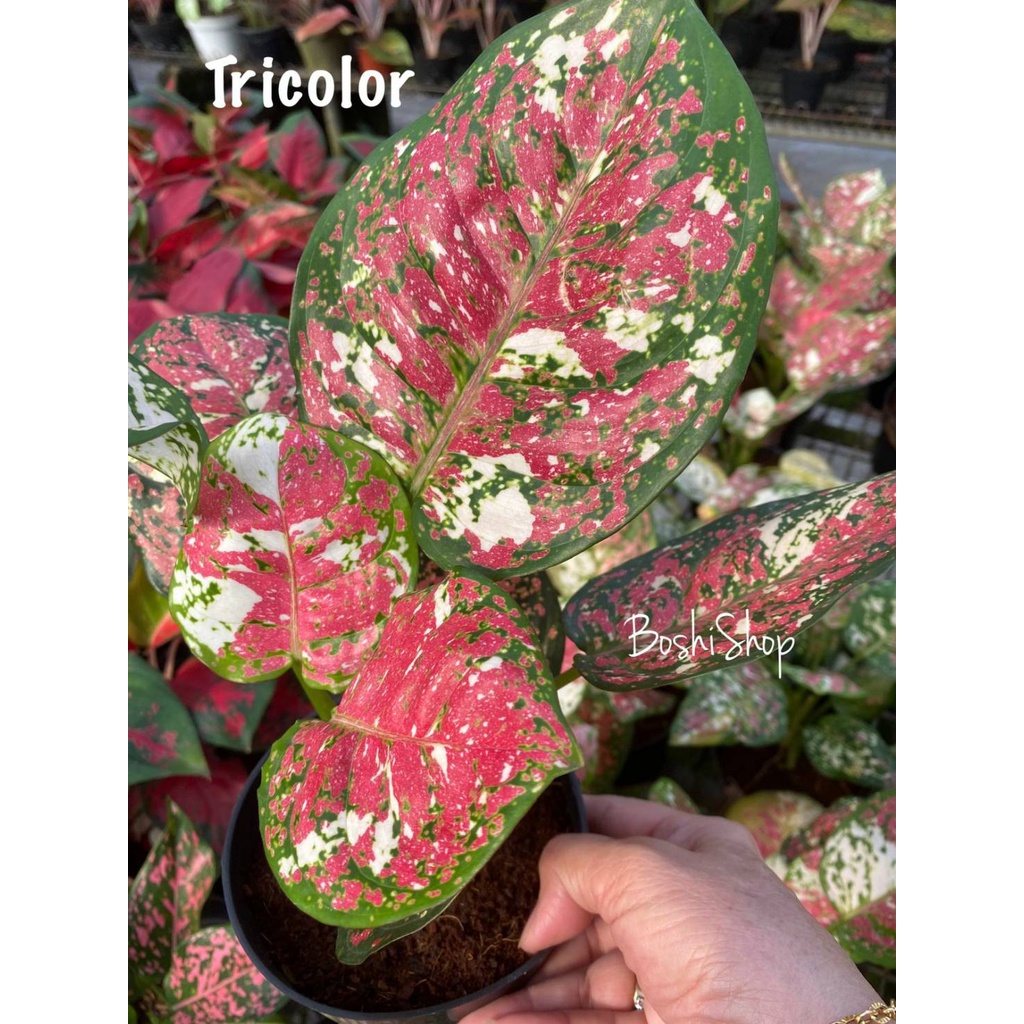 Aglaonema Tricolor
