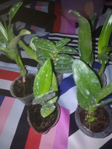 Bibit Seedling Dendrobium Hybrida