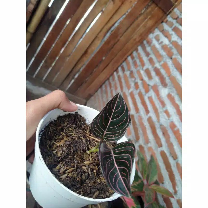 Tanaman Aglonema Rotundum Aceh