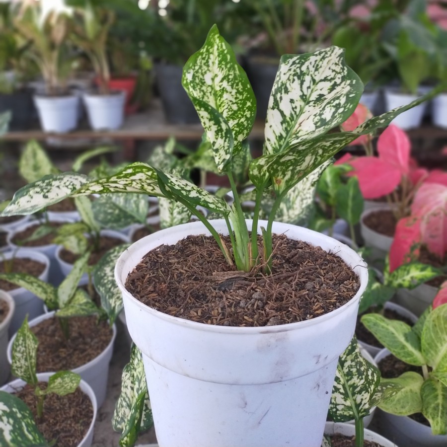 Tanaman Aglonema Dut White Anjamani