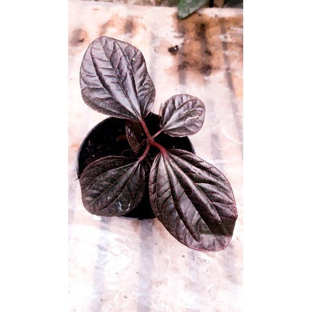 PIPER SP BORNEO / SIRIH SERAT MERAH