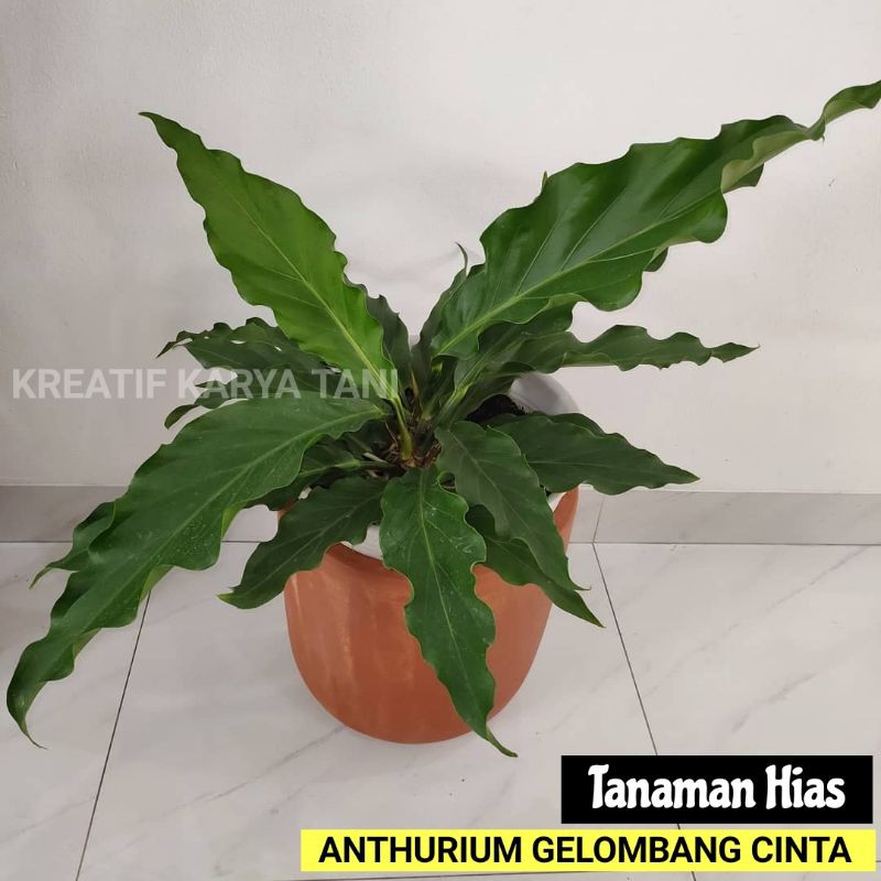 Jual Tanaman Hias Anthurium Gelombang Cinta Wave Of Love Antorium