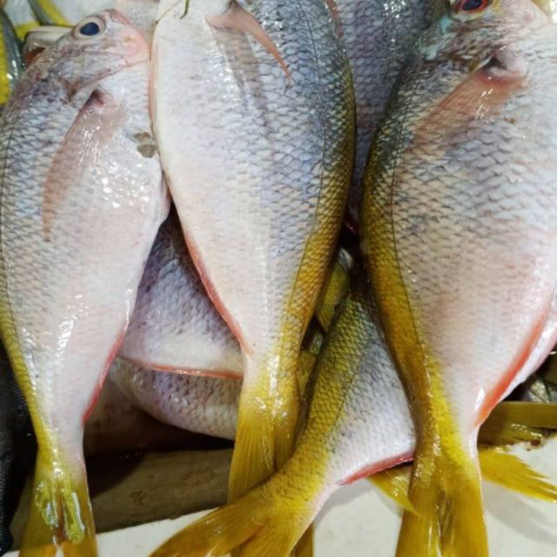 

Ikan Ekor Kuning 500gr