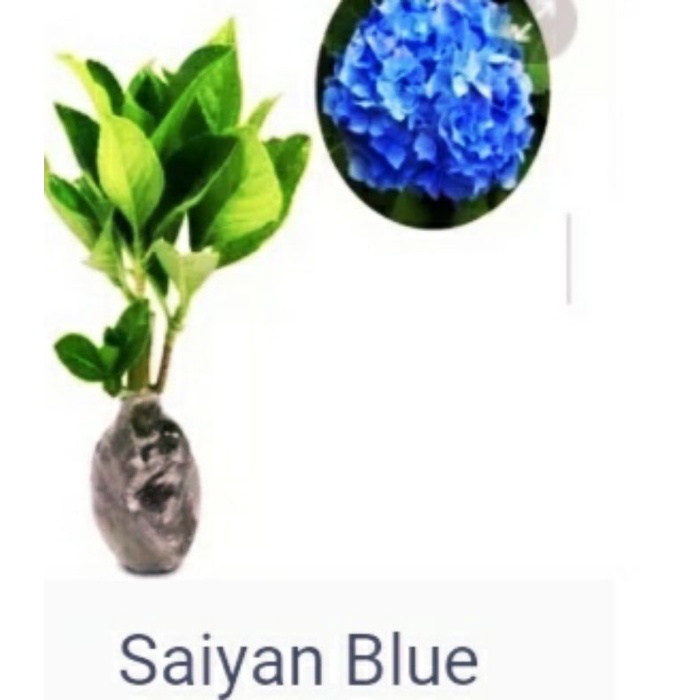 BIBIT TANAMAN HIAS PANCAWARNA - HORTENSIA WARNA RANDOM