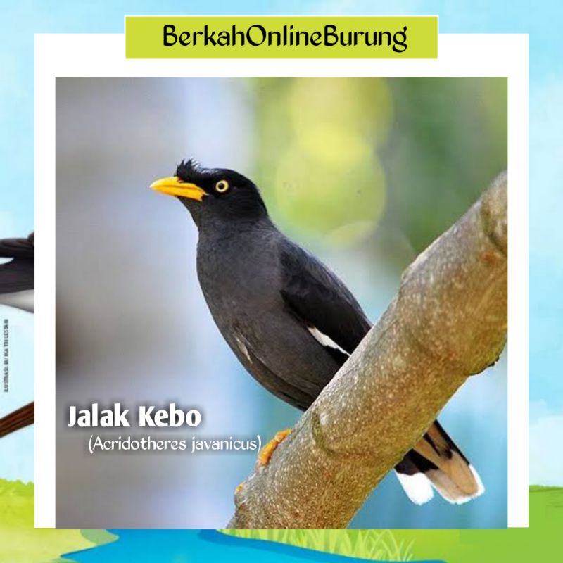 Burung Jalak Kebo Jantan Mata Kuning Bahan Rawatan