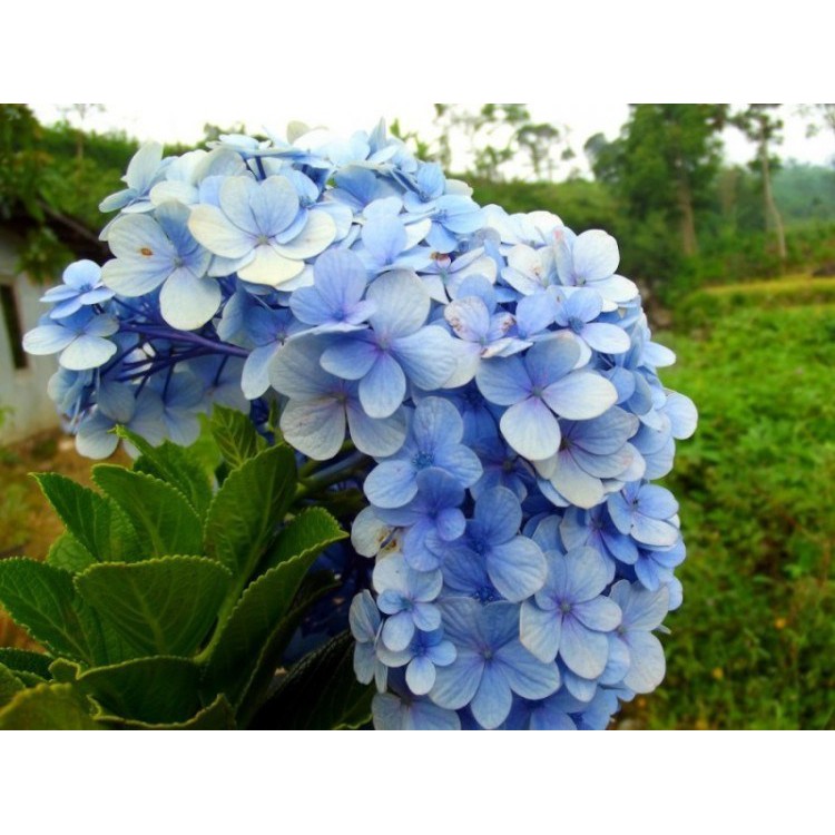 Bibit Benih Biji Bunga Hydrangea Hortensia Kembang Bokor -Biji Tanaman Pohon Hydrangea Hortensia-COD