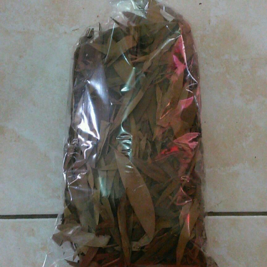 

daun kayu putih kering - Melaleuca cajuput - daun eukaliptus - original .