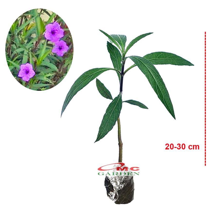 Rawelia Ruelia Rolia Bunga Ungu Pink Tabibosa Ruellia Tanaman Hias Bibit RWL-B-2030