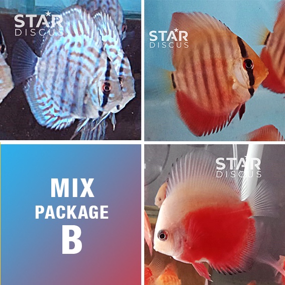 Paket ikan Discus Mix B mulai ukuran 4 cm