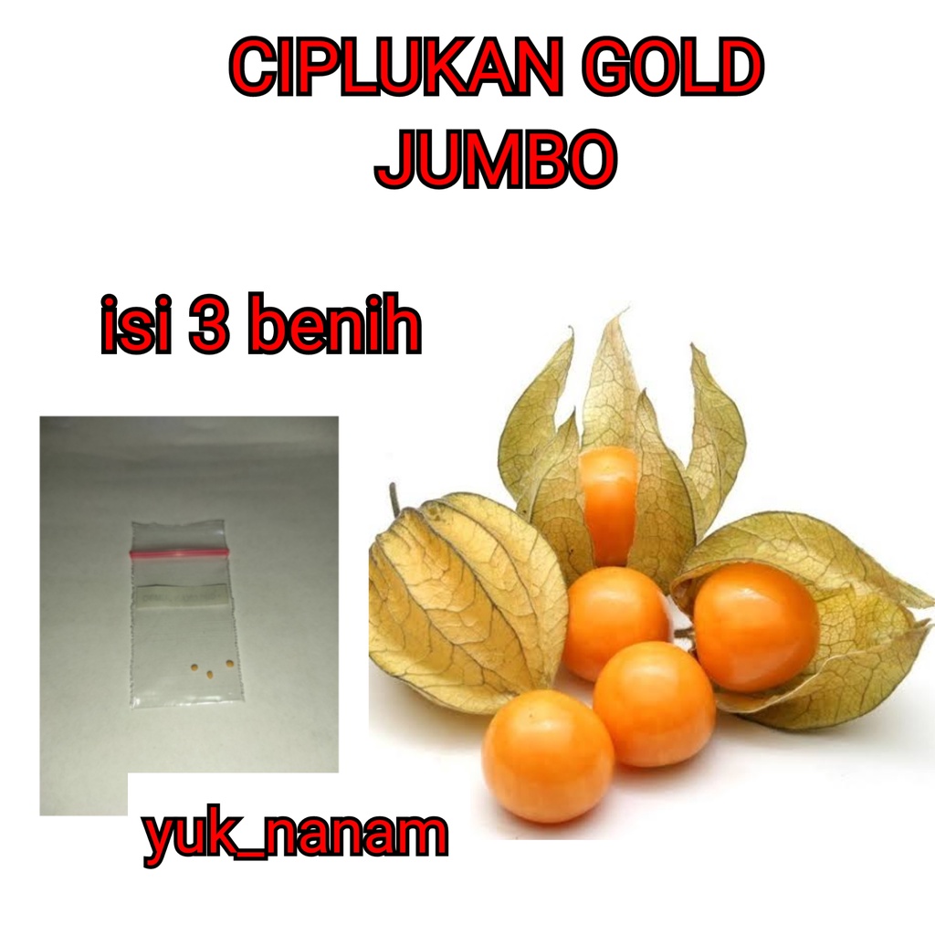 3 Benih Ciplukan kuning Jumbo Bibit Ciplukan gold Besar Unggul