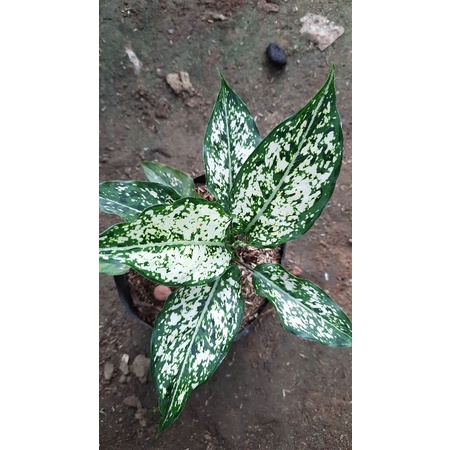 aglaonema snow white