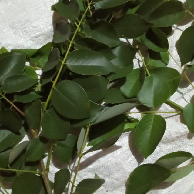 

Daun leresede 500 gram