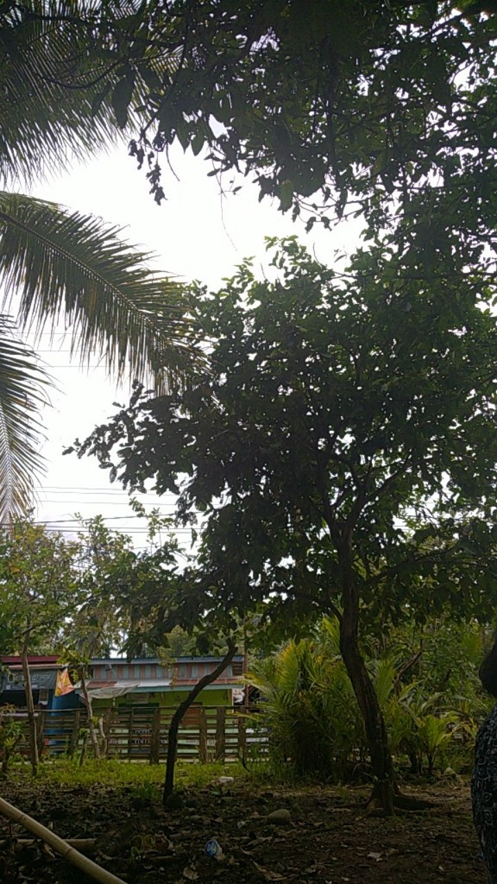 Maura Couple - Sania Ruffle Batik Couple Ori Ndoro Jowi Dnt Garansi Termurah Shopee - Amalia Bs072