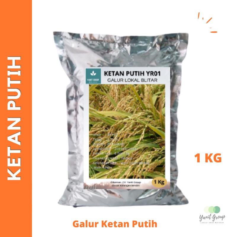 Benih Ketan Putih Padi Ketan Putih Galur 1 Kg