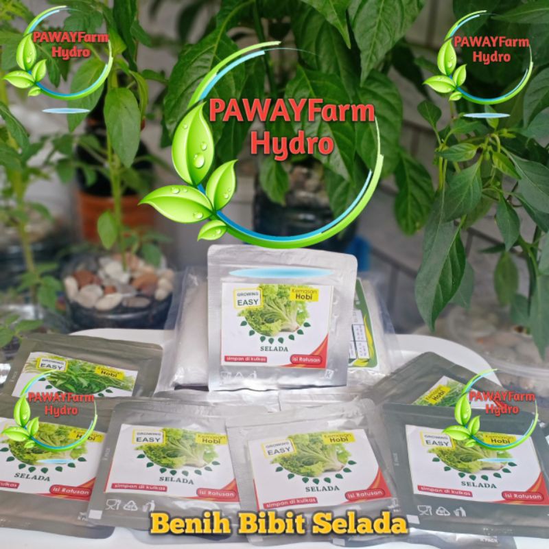 Benih Bibit Selada Hijau