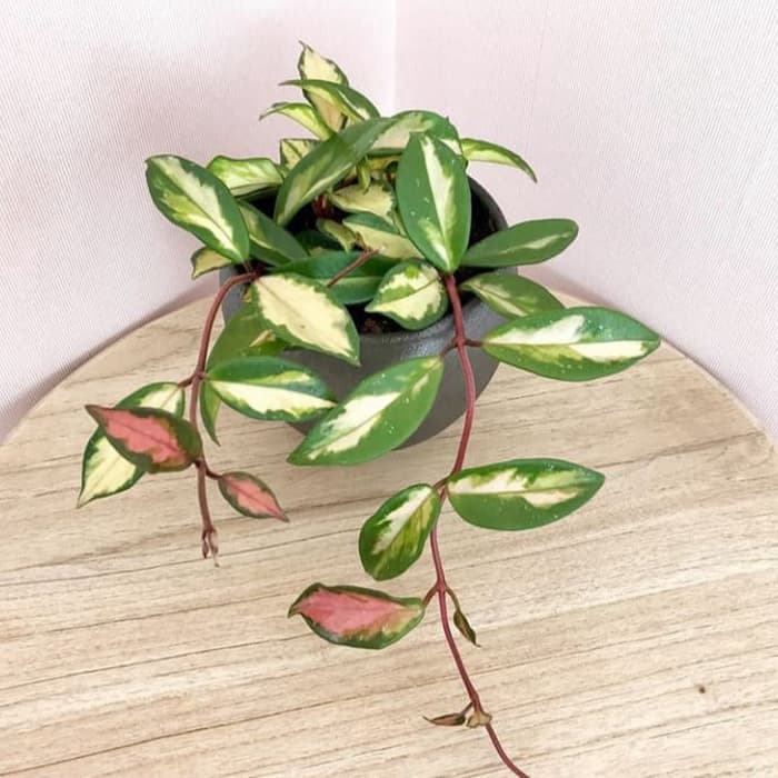 tanaman hias hoya cornosa tri color am taman store